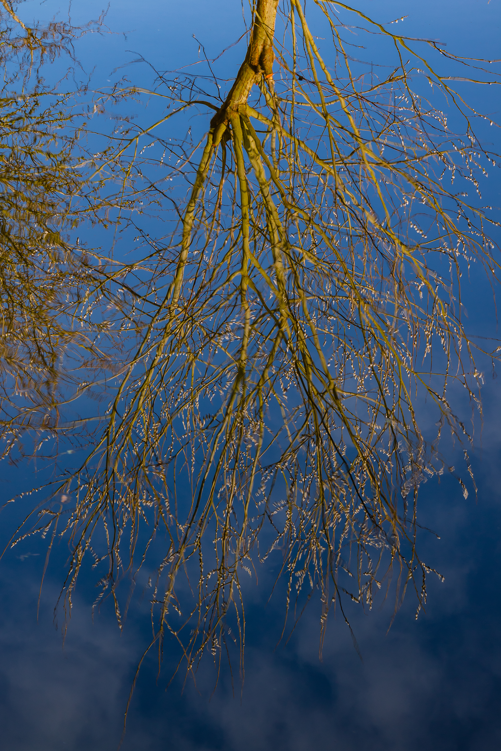 Tree Reflection.jpg